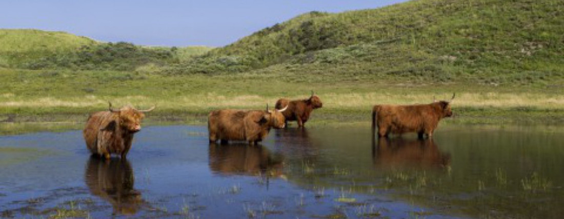 Schotse hooglanders in de duinen van Bloemendaal